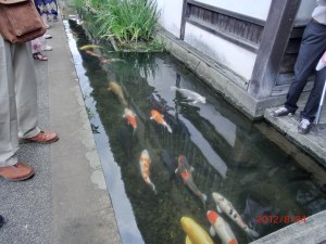 津和野の鯉